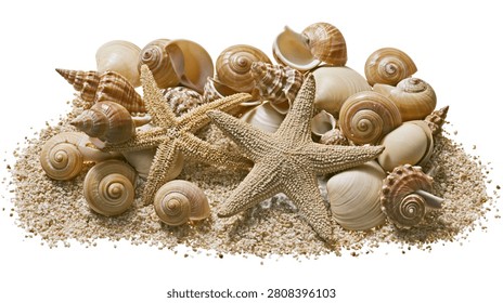 Collection of various sea shells and two starfish resting on fine beach sand