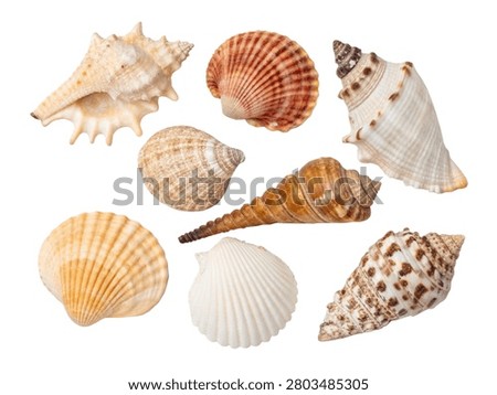Collection of Various Seashells Isolated on White Background