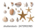 Collection of various seashells and starfishes, summer and vacation design elements isolated on a white background. High resolution.