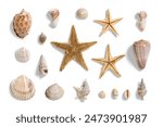 Collection of various seashells and starfishes, summer and vacation design elements isolated on a white background. High resolution.