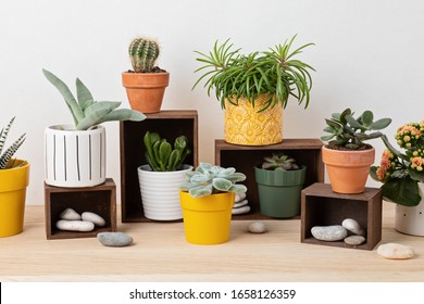 Collection of various succulents and plants in colored pots. Potted cactus and house plants against light wall. The stylish interior home garden - Powered by Shutterstock