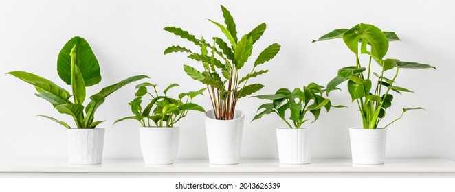 Collection of various tropical houseplants displayed in white ceramic pots. Potted exotic house plants on white shelf against white wall. Home garden banner. - Shutterstock ID 2043626339