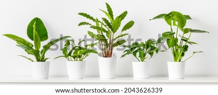 Collection of various tropical houseplants displayed in white ceramic pots. Potted exotic house plants on white shelf against white wall. Home garden banner.