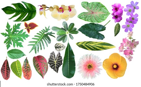 Collection of various tropical leaves and flowers for design. Big Set with beautiful tropical flowers and jungle leaves on white background.