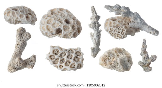Collection of various white natural coral isolated on white background