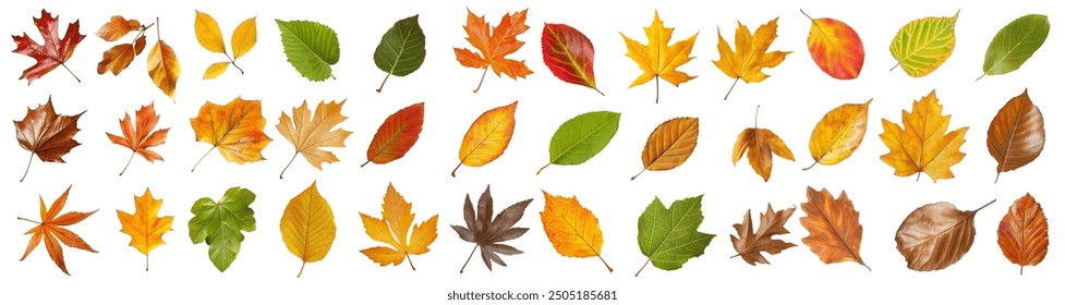 Collection of vibrant autumn leaves, isolated on white background. Autumn season concept. - Powered by Shutterstock