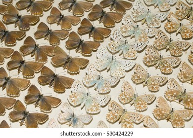 Collection Of Victorian Butterflies