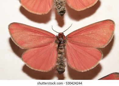 Collection Of Victorian Butterflies