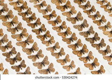 Collection Of Victorian Butterflies