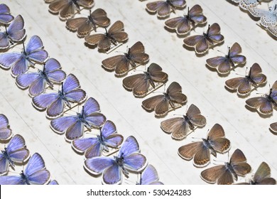 Collection Of Victorian Butterflies