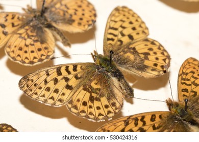 Collection Of Victorian Butterflies