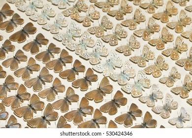 Collection Of Victorian Butterflies