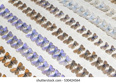 Collection Of Victorian Butterflies