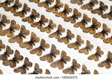 Collection Of Victorian Butterflies