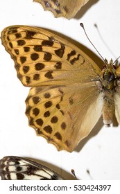 Collection Of Victorian Butterflies