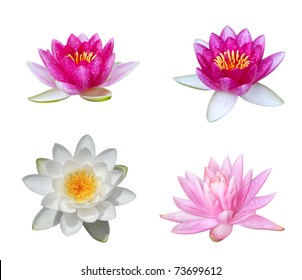 Collection Of Water Lily Isolated On White