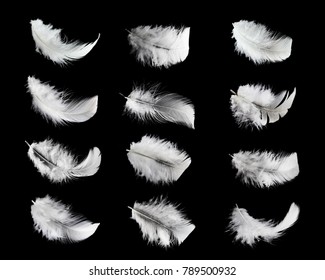 Collection of white feathers isolated on black background