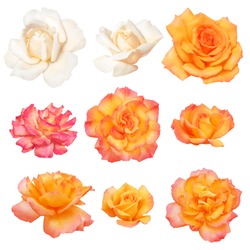Collection Of White And Orange Roses Isolated On White Background. Clipping Path!