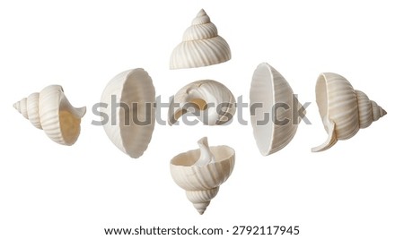 Collection of white seashells on plain background