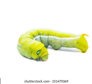 Collection Worms Action Worm One Many Stock Photo 251470369 | Shutterstock