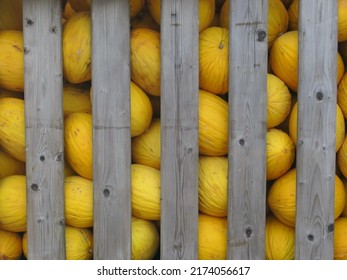 a collection of yellow honeydew melons in a wooden crate