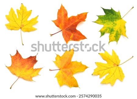 Collection yellow maple leaf isolated on white background. Autumn, falling foliage. Flat lay, top view, creative concept