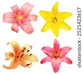 Collection yellow, pink and orange lily flower isolated on white background