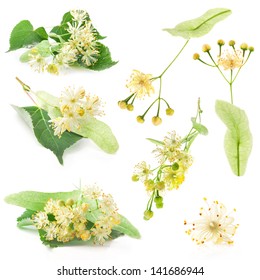 Collections of linden flowers isolated on white background