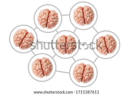 Collective consciousness. Communication and networking of human brains. Organs are isolated on a white background.