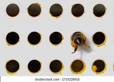 Collector of pollen on a hive. Bees with collected pollen enter the openings of Apiary pollen collector mounted on the hive. Pollen trap. harvesting in the apiary.