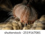 Collector Urchin - Tripneustes gratilla elatensis - mer Rouge