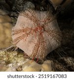 Collector Urchin - Tripneustes gratilla elatensis - mer Rouge