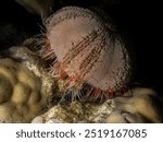 Collector Urchin - Tripneustes gratilla elatensis - mer Rouge