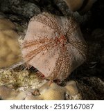 Collector Urchin - Tripneustes gratilla elatensis - mer Rouge