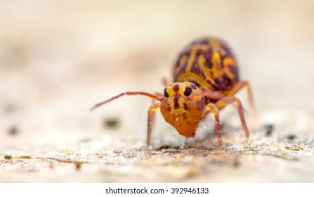 Collembola - Dicyrtomina Ornata