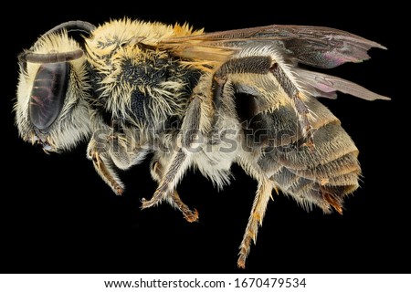 Colletes solidaginis,bee Macro specimen, Flying insect , side front back