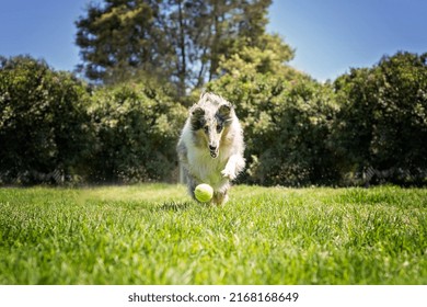 Collie Chasing His Ball In The Summertime