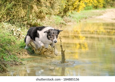 Collie Dog Chasing His Ball Into A Muddy Pool Of Water