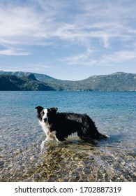 Collie Dog Inside The Lake Lácar At Quila Quina