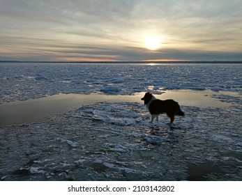 Collie dog looking at sunset over frozen Volga river, Russia