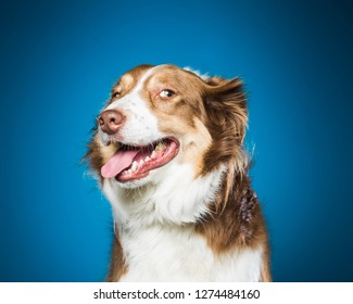 Collie Dog Looking Suspicious Against Blue Background