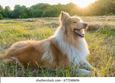 Collie dog lying down on green field at sunlight - Powered by Shutterstock