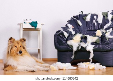 Collie dog lying on the floor in front of a destroyed chair.