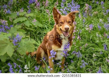 Collie dog sat in bluebells Stock fotó © 