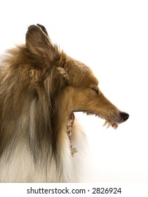 Collie Dog Yawning.