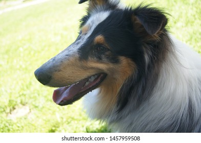 small lassie dog breed