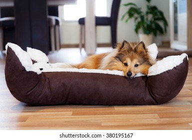 Collie sleep in a dog basket