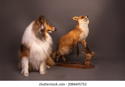 collie with a stuffed fox in the studio