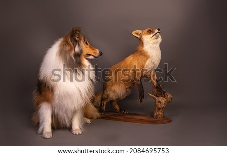 collie with a stuffed fox in the studio