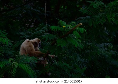 Colobinae Sitting On A Log On A Tree